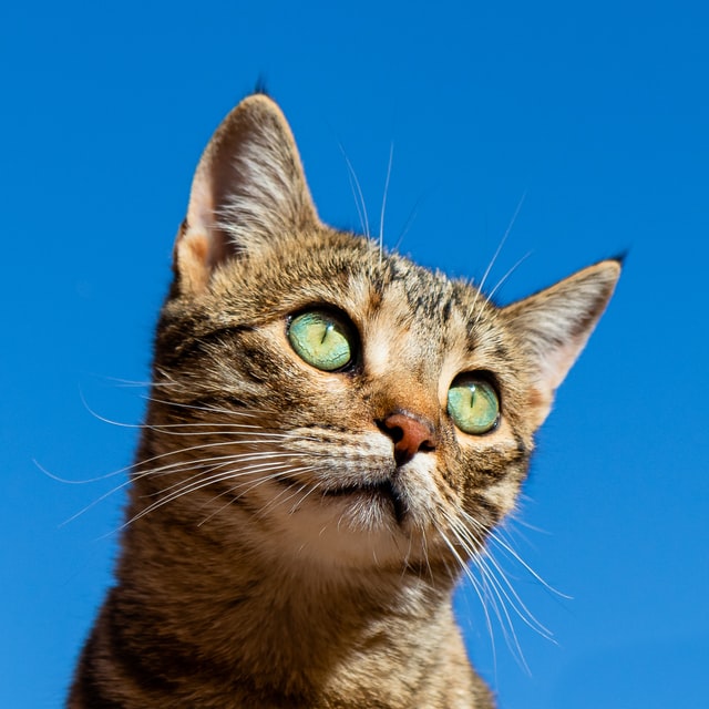 cat profile
