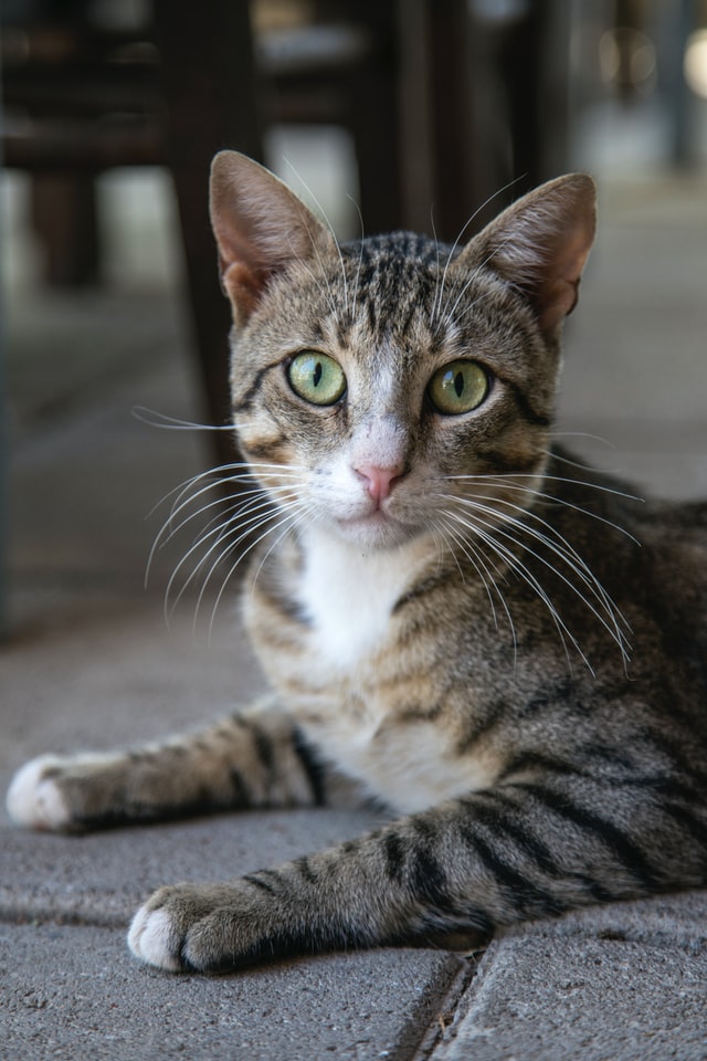 cat profile