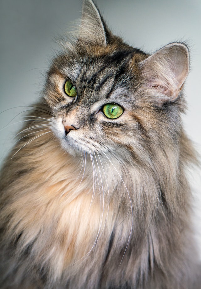 cat profile